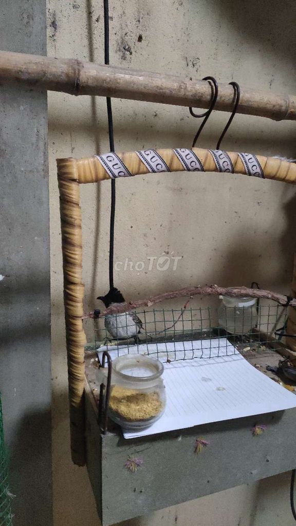 Chim cảnh Đa màu 2 năm Thuần chơi. Mua bán Chim tại Quận Bắc Từ Liêm Hà Nội được đăng bởi nguyễn văn hiếu hình 1