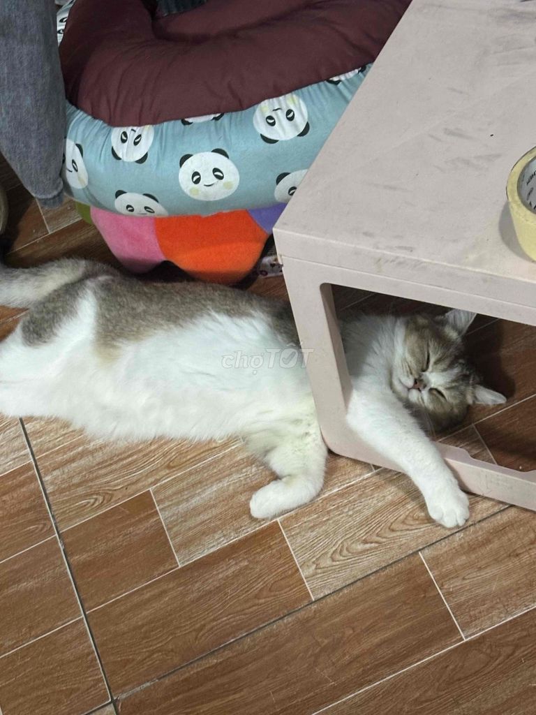 Mèo cái 11 tháng Bi Golden. Mua bán Mèo tại Thành phố Thủ Dầu Một Bình Dương được đăng bởi Thành Đạt hình 1
