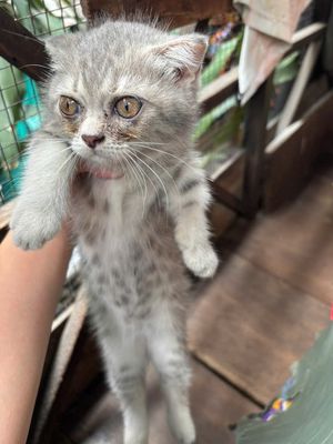 k có thời gian nuôi , muốn nhường lại mèo. Mua bán Mèo tại Quận 6 Tp Hồ Chí Minh được đăng bởi 邓奈斯