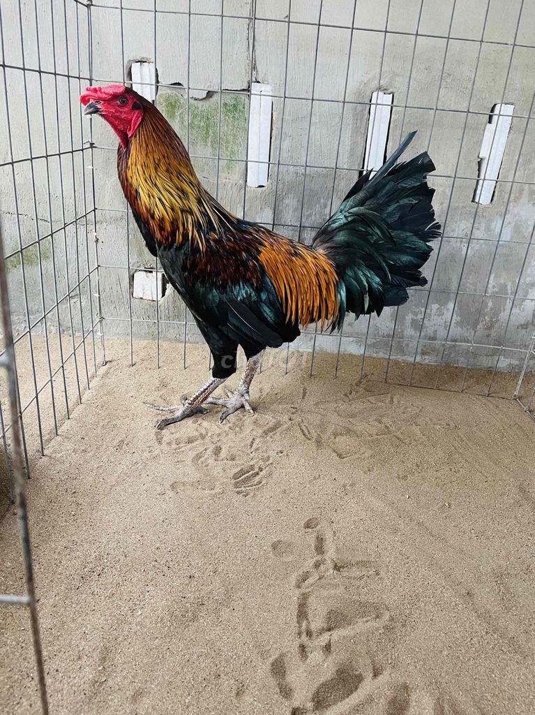 Gà Đa Sắc Đực 2.7kg. Mua bán Gà tại Huyện Vũng Liêm Vĩnh Long được đăng bởi Huỳnh Toàn hình 1
