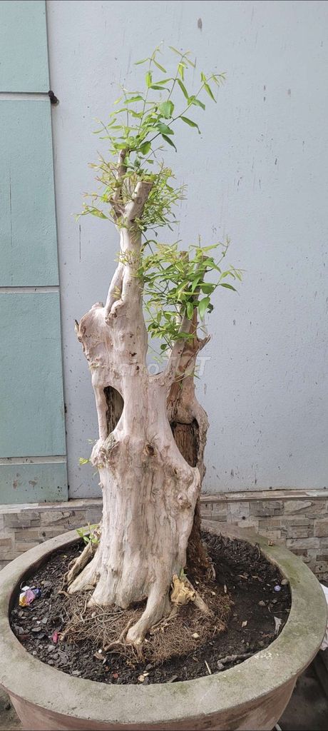 Cây cảnh Bằng lăng 100 tuổi. Mua bán Cây cảnh, đồ trang trí tại Huyện Đông Hưng Thái Bình được đăng bởi vũ khắc tiến hình 1