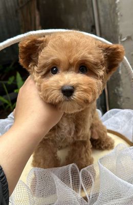 Chó poodle nâu đỏ tai bướm 2,5 tháng tuổi. Mua bán Chó tại Quận Gò Vấp Tp Hồ Chí Minh được đăng bởi Phát Đạt 