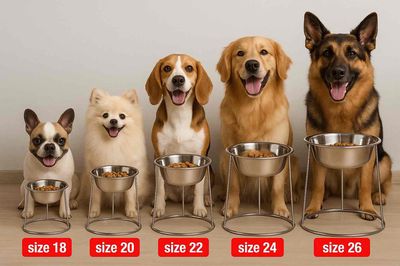 Tô inox chống gù lưng - chống đổ. Mua bán Phụ kiện, Thức ăn, Dịch vụ tại Quận 12 Tp Hồ Chí Minh được đăng bởi Thanh Trúc