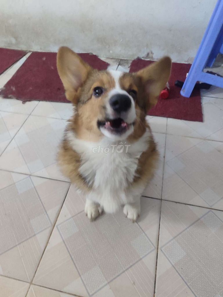 Chó Corgi đực 7 tháng. Mua bán Chó tại Quận Thanh Xuân Hà Nội được đăng bởi Hai Cao hình 1
