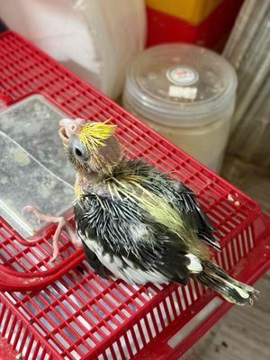 Vẹt Cockatiel non Vàng, xám, trắng khỏe mạnh