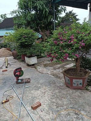 Bán. Mua bán Cây cảnh, đồ trang trí tại Thị xã Hồng Lĩnh Hà Tĩnh được đăng bởi Vuong Tran