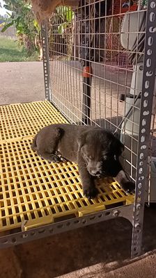 Chó Cộc lửng cái