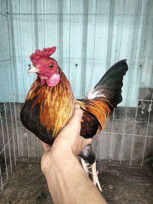 Gà tơ đá ẩu thua. Mua bán Gà tại Quận 7 Tp Hồ Chí Minh được đăng bởi Tú Linh