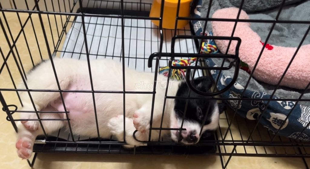 Chó Corgi lai Phốc Sóc Đen trắng 3 tháng. Mua bán Chó tại Quận Bình Tân Tp Hồ Chí Minh được đăng bởi vi nguyen hình 1