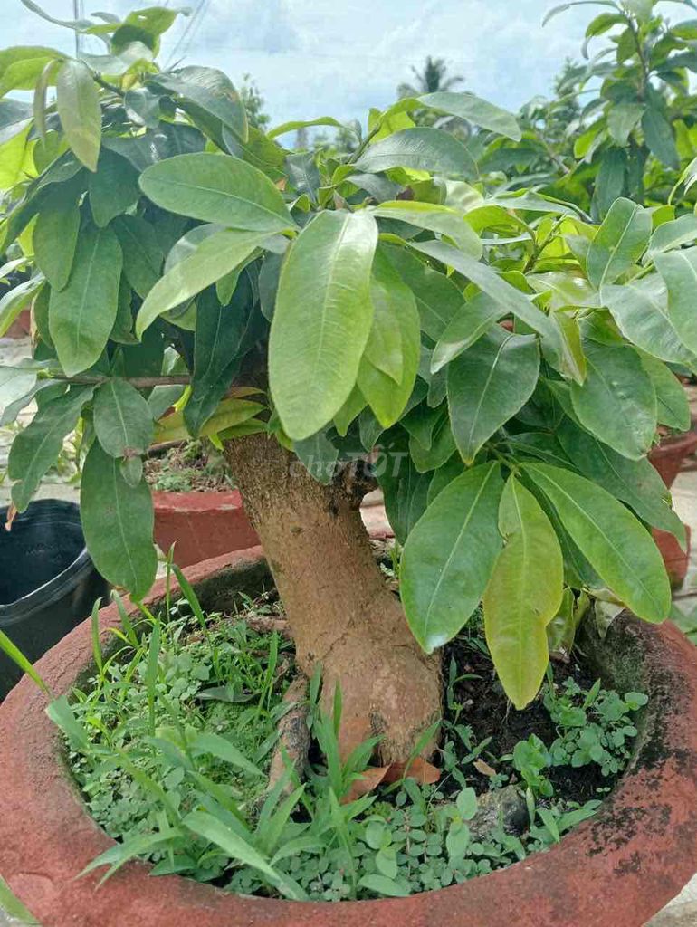 Mai vàng Siêu bông bình lợi Già mùa liền cốt. Mua bán Cây cảnh, đồ trang trí tại Thành phố Dĩ An Bình Dương được đăng bởi ku rồm hình 1