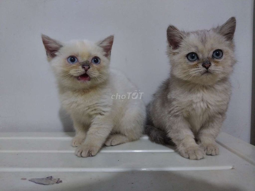 Mèo ALN Silver đực, 3th tuổi, q12, tpHCM. Mua bán Mèo tại Quận 12 Tp Hồ Chí Minh được đăng bởi Ngọc hình 1