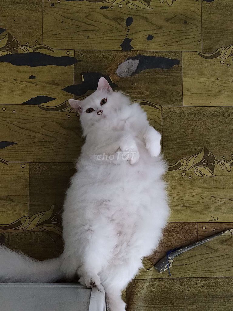 Mèo Anh lông dài cái trắng. Mua bán Mèo tại Huyện Đông Hưng Thái Bình được đăng bởi Anh Vũ hình 1