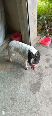 Tim chủ mới cho pull pháp. Mua bán Chó tại Huyện Châu Thành Tây Ninh được đăng bởi phong 