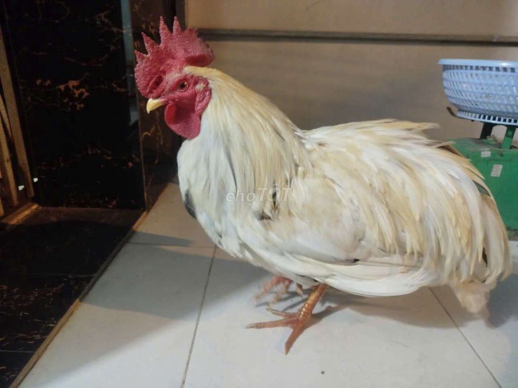 Gà bướm chân vàng 3 kí 1. Mua bán Gà tại Huyện Bình Chánh Tp Hồ Chí Minh được đăng bởi Hảo hình 1