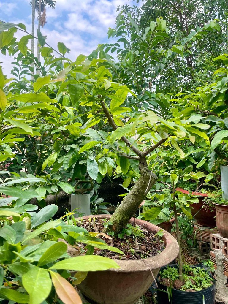 siêu bông bình lợi giá rẻ. Mua bán Cây cảnh, đồ trang trí tại Quận 12 Tp Hồ Chí Minh được đăng bởi tan nguyen hình 1