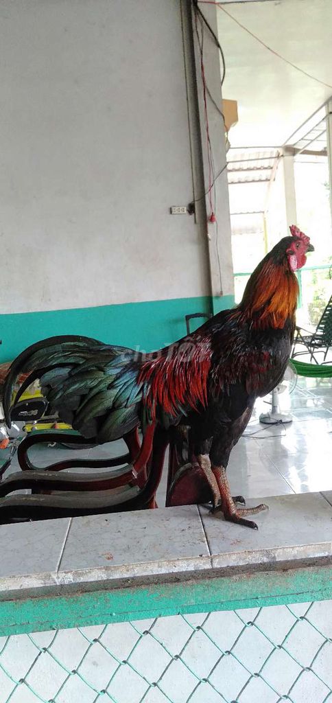 Gà trống Đực 3kg Đen, đỏ, xanh. Mua bán Gà tại Huyện Phong Điền Cần Thơ được đăng bởi Ký cần Thơ  hình 1