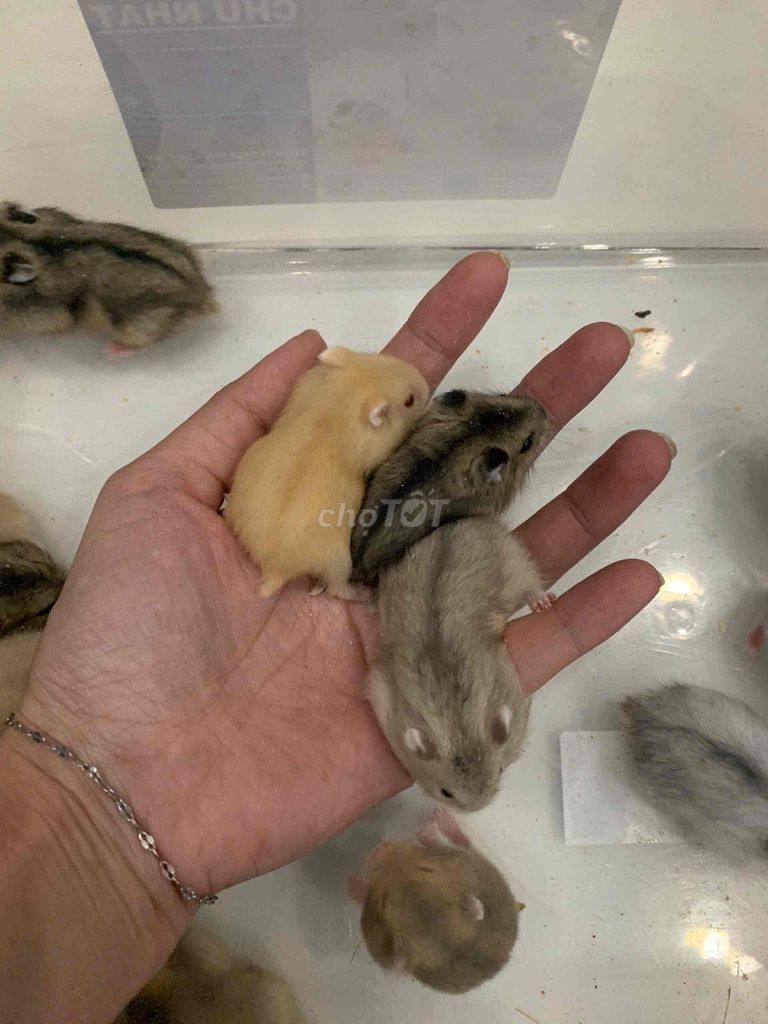 Cần bán chuột hamster baby