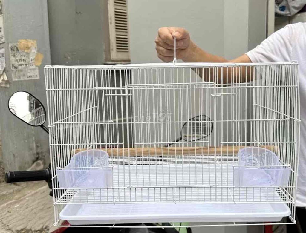 Chim ngực hồng 2 tháng tuổi. Mua bán Chim tại Huyện Tuy Phước Bình Định được đăng bởi Nguyễn Tuấn Anh hình 1