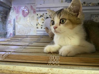 Mèo anh lông ngăn cái hơn 4 tháng tuổi màu như hin