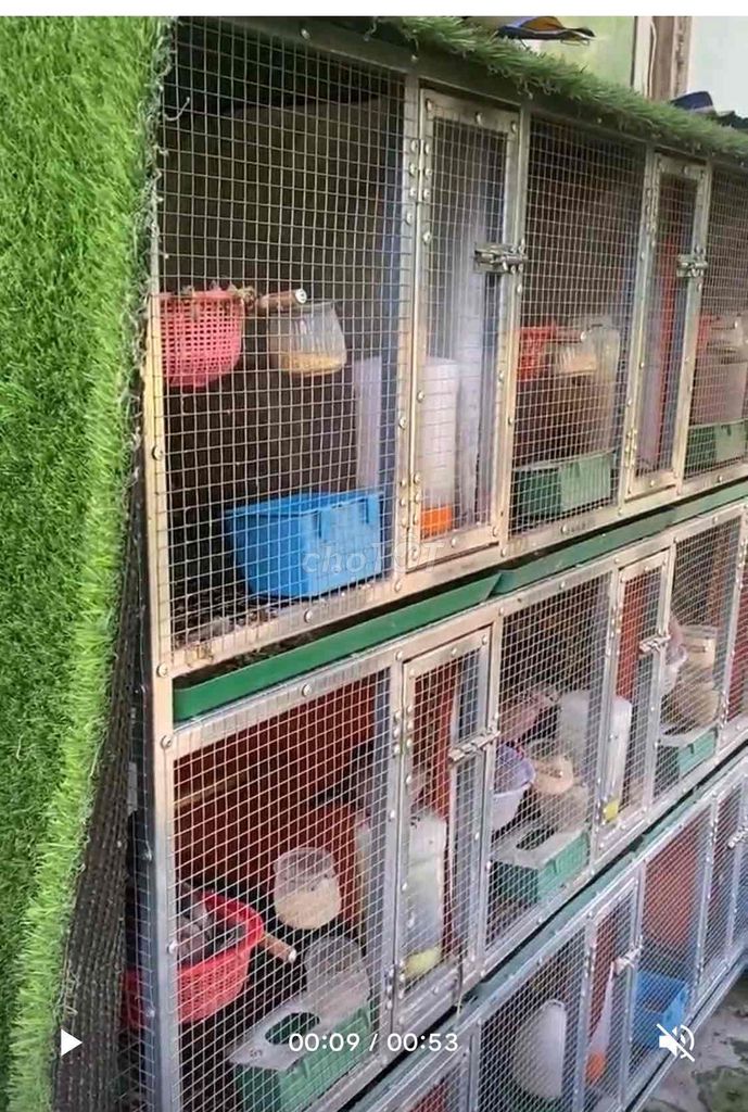 Lồng chim Kim loại Bạc 12 học 50 vuông. Mua bán Phụ kiện, Thức ăn, Dịch vụ tại Thành phố Bến Tre Bến Tre được đăng bởi Đỗ Thiện  hình 1