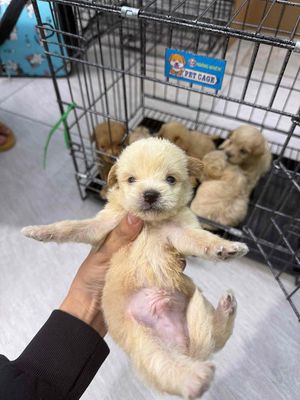 Chó Poodle lai Nhật nâu vàng