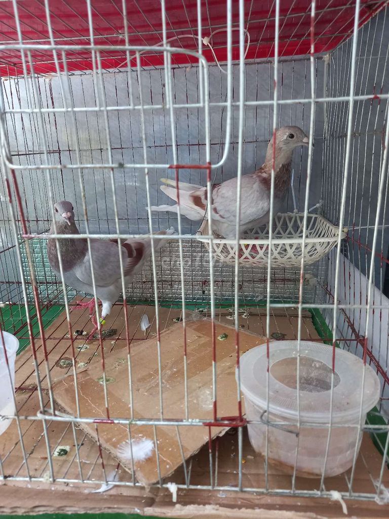 tl thái to con Xám pho socola 5-6 lông 1cap 300k. Mua bán Chim tại Quận Tân Phú Tp Hồ Chí Minh được đăng bởi Long hình 1