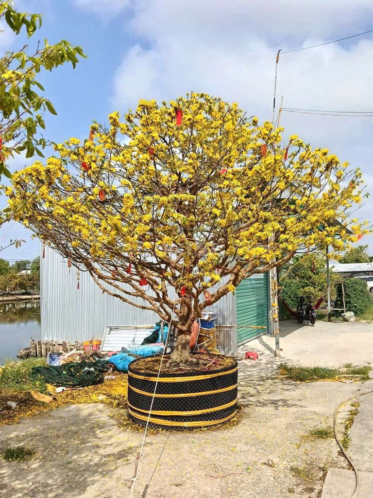 Cây cảnh Mai vàng dáng đẹp. Mua bán Cây cảnh, đồ trang trí tại Huyện Phước Long Bạc Liêu được đăng bởi Do Phat Tuan hình 1