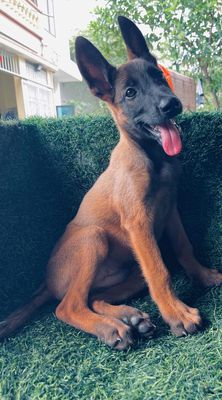 Chó bảo vệ Becgie bỉ Malinois To khủng - 134785824
