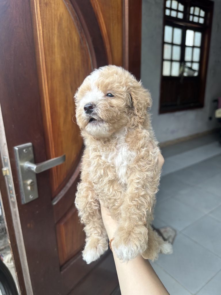 Chó Poodle Tini Đực Cái đã tiêm. Mua bán Chó tại Quận Liên Chiểu Đà Nẵng được đăng bởi bùi thị thu thanh  hình 1