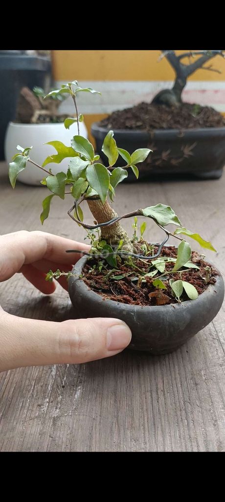 Hồng ngọc mai siêu mini [Bonsai để bàn]