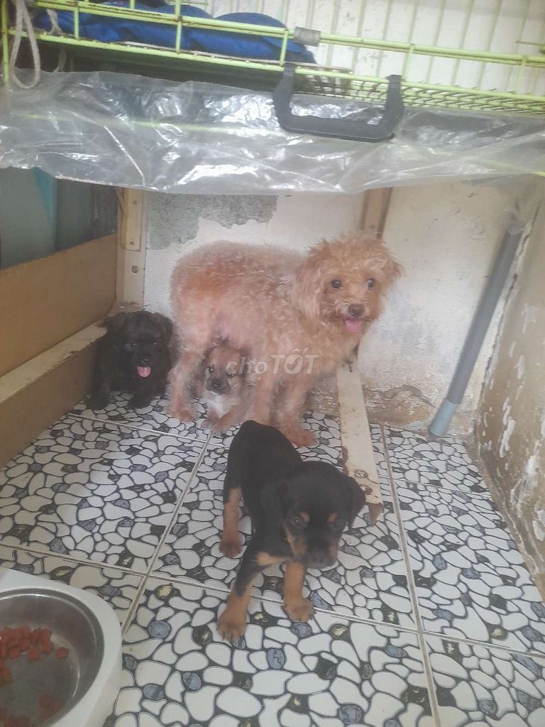 Chó Poodle lai Phốc cái 3 tháng đã tiêm. Mua bán Chó tại Thành phố Thủ Đức Tp Hồ Chí Minh được đăng bởi Vo van danh hình 1