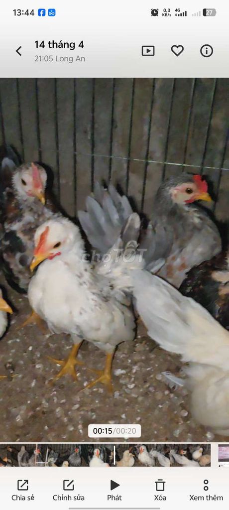 Gà Serama tơ 1 cặp nhiều màu (1 cặp ). Mua bán Gà tại Huyện Bình Chánh Tp Hồ Chí Minh được đăng bởi serama Long An hình 1