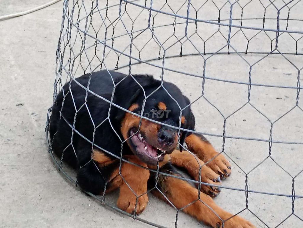 Chó Rottweiler đen vàng đã tiêm. Mua bán Chó tại Thành phố Nha Trang Khánh Hòa được đăng bởi Nhân Rottweiler  hình 1