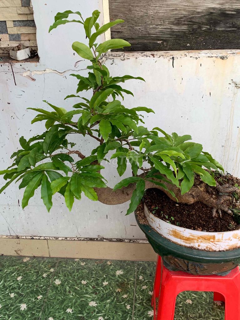 mai vàng bonsai ghép siêu bông sg,cây rất khoẻ