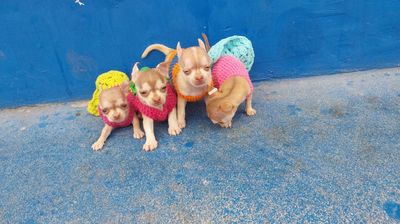 Chihuahua màu hiếm