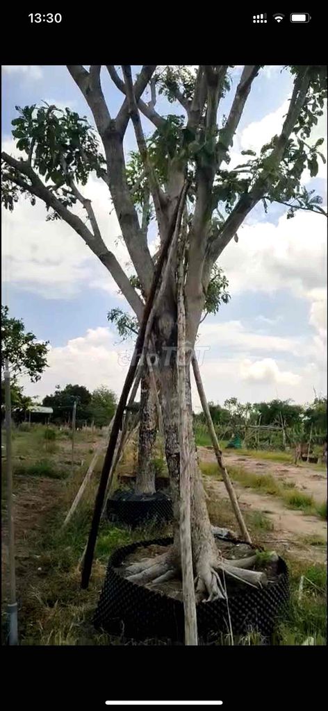 Cây Bằng lăng, hoành từ 60-100cm. Mua bán Cây cảnh, đồ trang trí tại Thành phố Tây Ninh Tây Ninh được đăng bởi PCCC Tây Ninh hình 1