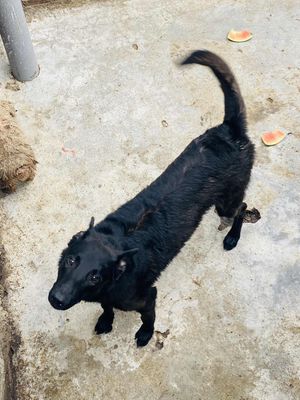 Chó malinois màu đen, 1 năm tuổi, 40kg. Mua bán Chó tại Thành phố Buôn Ma Thuột Đắk Lắk được đăng bởi Phát