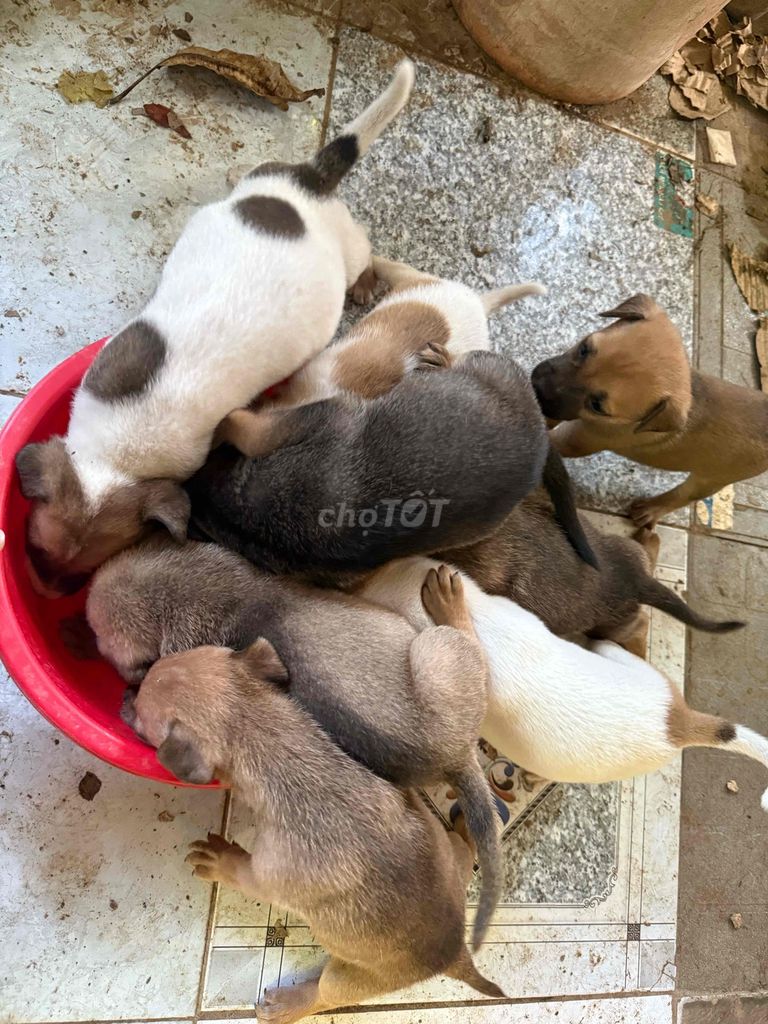 CHÓ CỎ. Mua bán Chó tại Huyện Cao Lãnh Đồng Tháp được đăng bởi Nhii hình 1