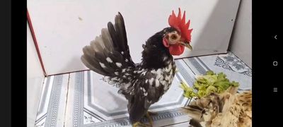 SERAMA TRỐNG Ô & MÁI VÀNG LỢT 37. Mua bán Gà tại Quận 8 Tp Hồ Chí Minh được đăng bởi THUẬN PHÁT SERAMA