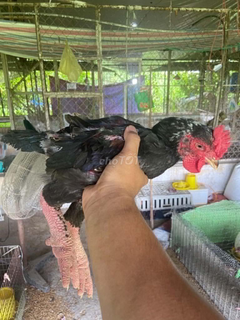 Gà Đông Tảo con giống. Mua bán Gà tại Thành phố Thủ Đức Tp Hồ Chí Minh được đăng bởi Thành Nguyễn hình 1