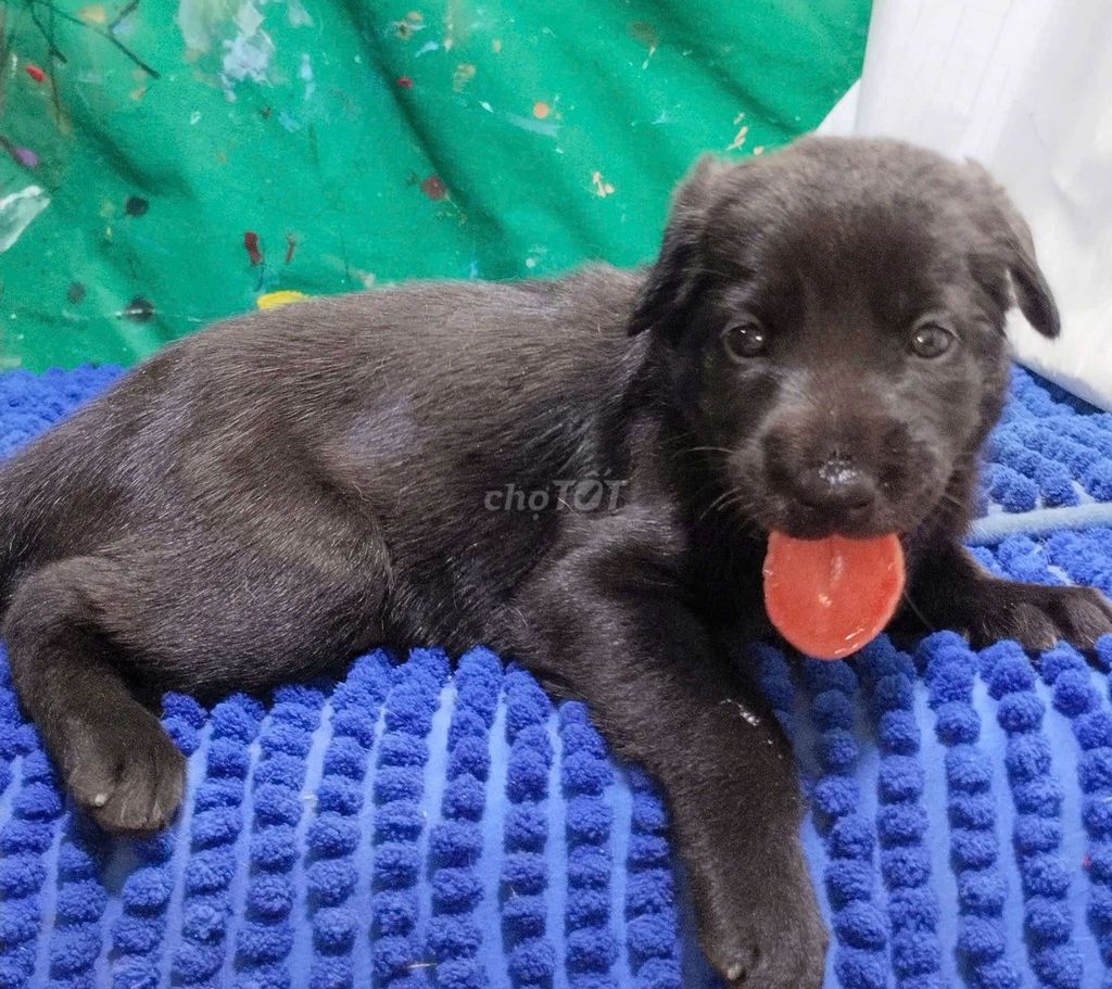 Chó Labrador đực đen tuyền bóng thông minh . Mua bán Chó tại Quận Bình Tân Tp Hồ Chí Minh được đăng bởi Nguyễn Hằng hình 1