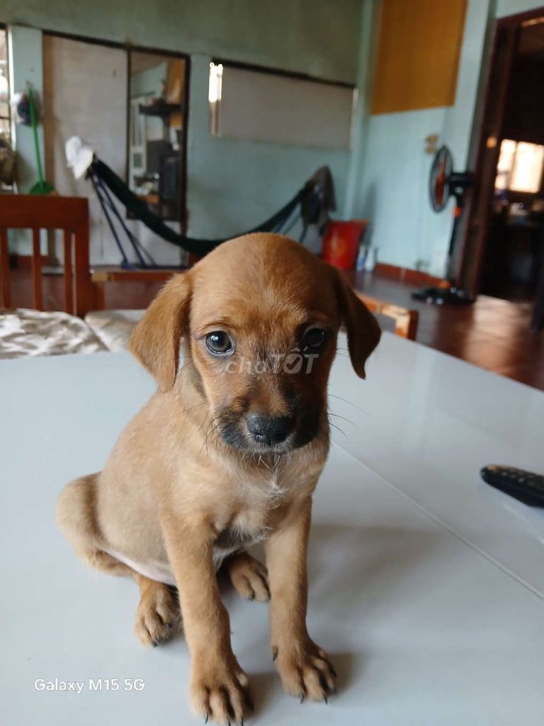 Chó con màu Nâu. Mua bán Chó tại Huyện Hóc Môn Tp Hồ Chí Minh được đăng bởi Nguyentientoan hình 1