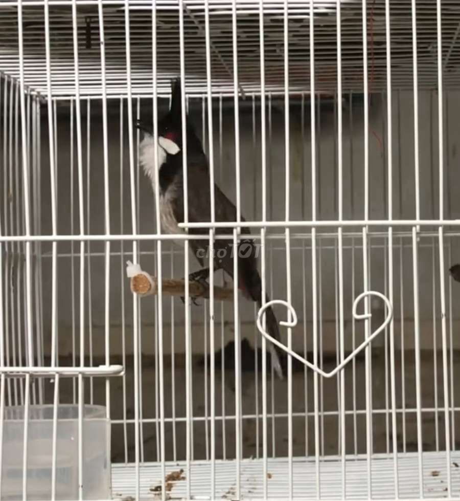 Chào Mào Bổi 3 Tháng Lồng Bộ Siêu Mẫu Bọng Hay. Mua bán Chim tại Thành phố Thủ Đức Tp Hồ Chí Minh được đăng bởi Hoàng Thịnh hình 1