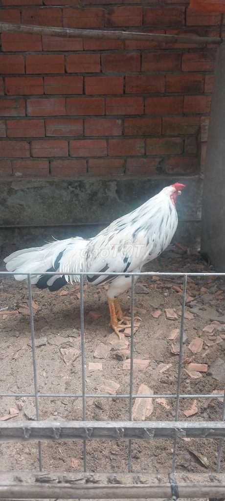 Gà trống 2.65kg. Mua bán Gà tại Thành phố Mỹ Tho Tiền Giang được đăng bởi Khánh hình 1