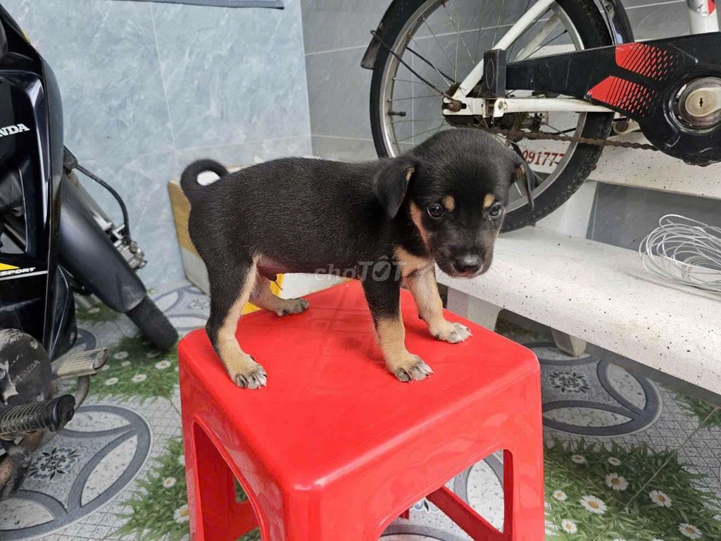 Cho tặng 4 bé cún. Mua bán Chó tại Thành phố Long Xuyên An Giang được đăng bởi Nui hình 1