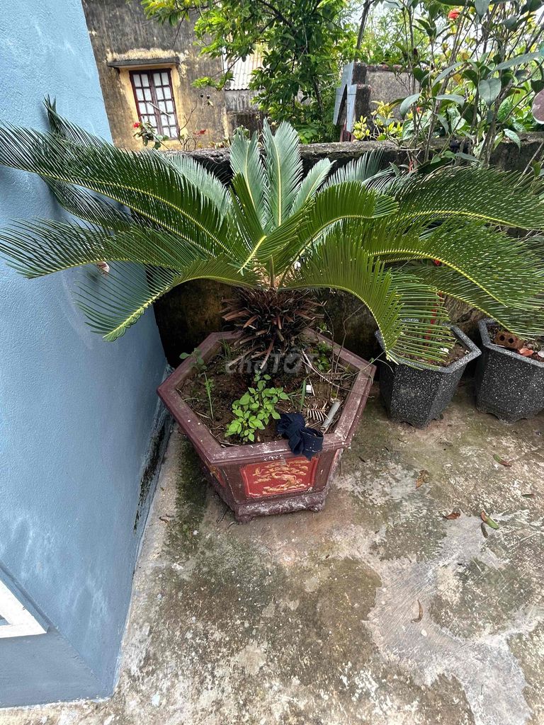 Cây Vạn Tuế chậu Bê tông Lâu năm. Mua bán Cây cảnh, đồ trang trí tại Huyện Kiến Xương Thái Bình được đăng bởi Bùi Quốc Hùng hình 1