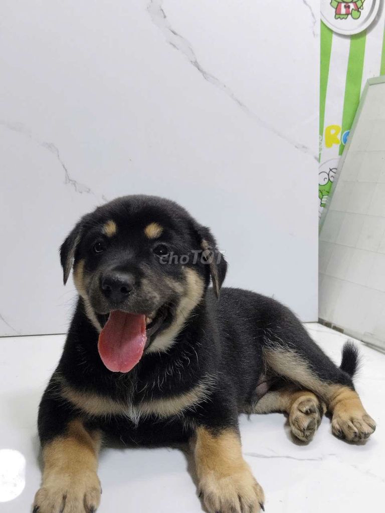 bé rottweiler f1 đực dòng to con, canh nhà giỏi. Mua bán Chó tại Quận 6 Tp Hồ Chí Minh được đăng bởi Tiger  hình 1