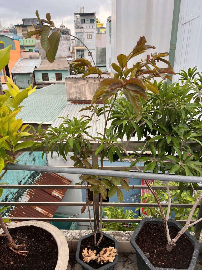 ổi tím cao 1m5 kèm chậu nhựa. Mua bán Cây cảnh, đồ trang trí tại Quận 6 Tp Hồ Chí Minh được đăng bởi Phan Cường hình 1