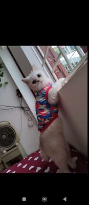 mèo cái chân lùn silver và mèo mẹ