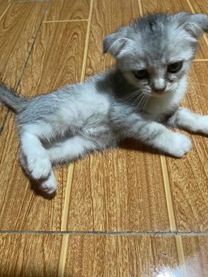 cần thu nhận các e có mèo anh cả mèo goden 5 bé.. Mua bán Mèo tại Huyện Hóc Môn Tp Hồ Chí Minh được đăng bởi ngo dat hình 1